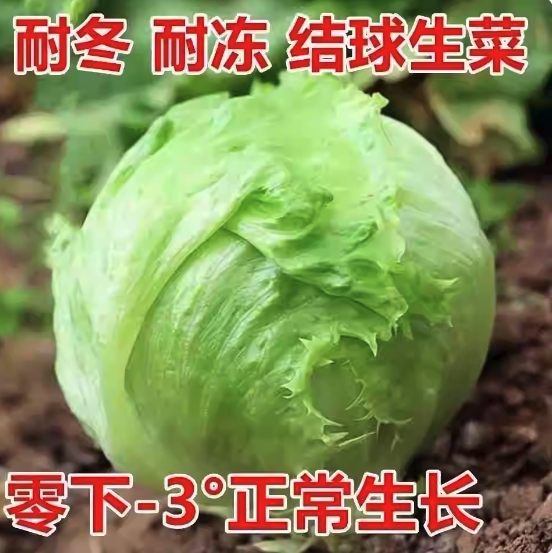 西球生结包菜火油奶圆生菜汉锅菜堡拉用心圆餐沙新鲜蔬西生菜