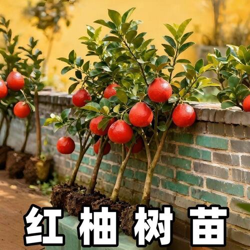 泰国精品红柚树暹罗红柚苗红柚红心蜜柚新品种嫁接柚子盆栽果树