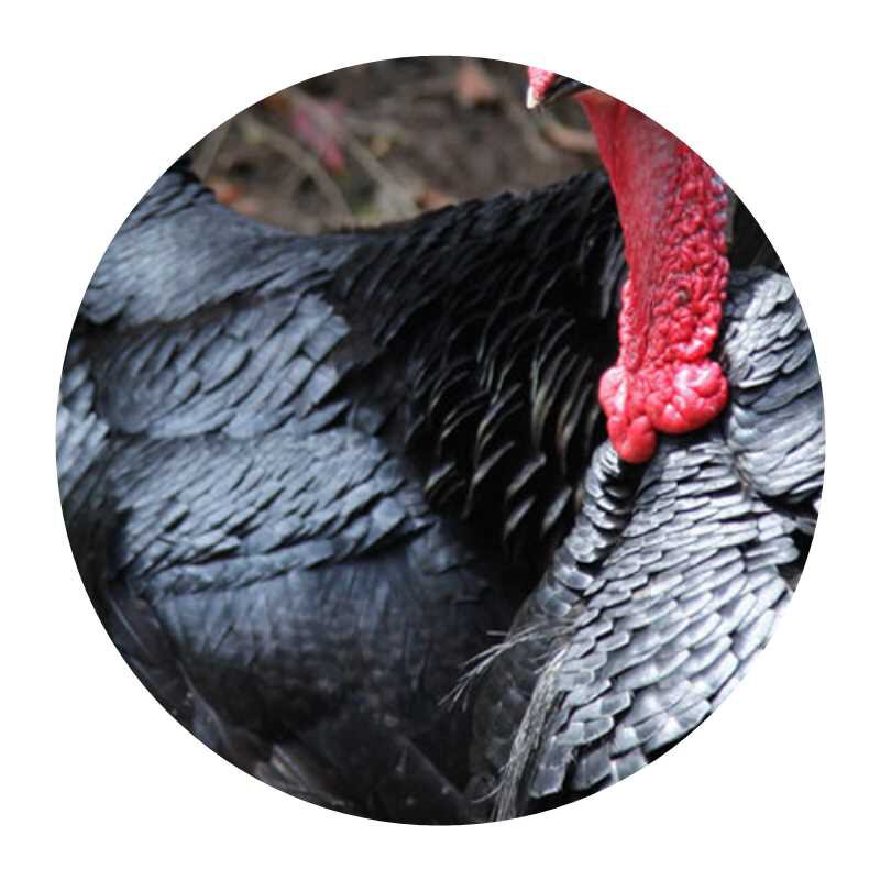 热销五黑鸡贵妃鸡芦花鸡珍珠鸡活苗开口料5斤装火鸡