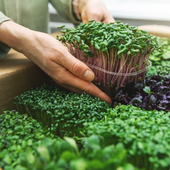 芽苗菜种子非转基因不包衣水培土培微型蔬菜西兰花苜蓿紫甘蓝菜籽