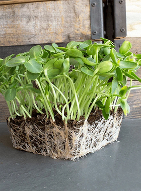 油葵种子 芽苗菜向日葵 水培葵花籽Sunflower Micro Seed微型蔬菜