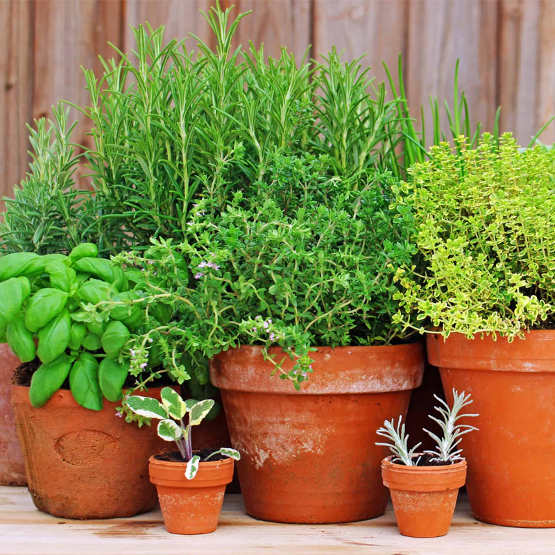 香草种子西餐香辛料Herb蔬菜籽