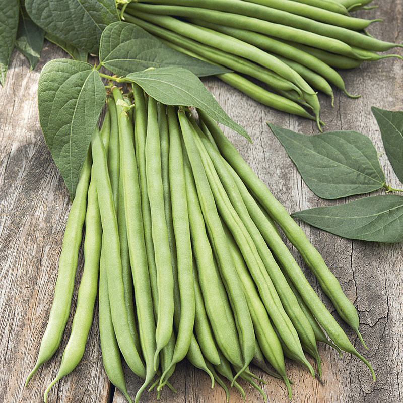 地豆种子 不搭架刀豆 四季豆法国豆角 豆子豆荚 盆栽蔬菜种子Bean
