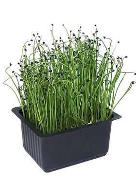 细香葱种子 四季小葱 苗菜 微型蔬菜 小香葱Scallion Micro Seeds
