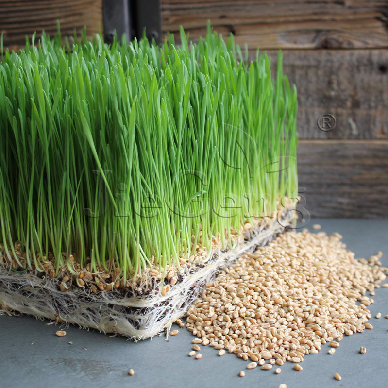 冬小麦种子 芽苗菜 wheat winter grass seeds 芽草猫草水培蔬菜