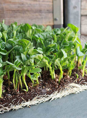 蚕豆种子 芽苗菜微型蔬菜Sprouting Fava Beans Microgreens Seed
