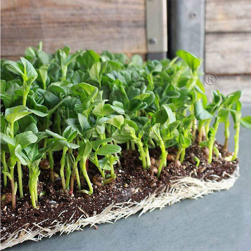 蚕豆种子芽苗菜微型蔬菜