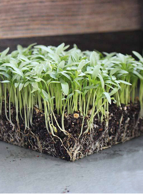 小叶香菜种子 芫荽 Cilantro Micro Seed 四季盆栽 苗菜 微型蔬菜