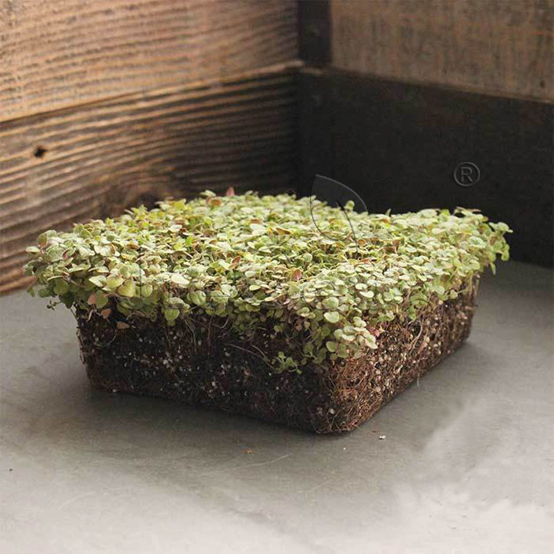 甜牛至种子 oregano vulgare 披萨草 奥勒冈 oregano香草微型蔬菜