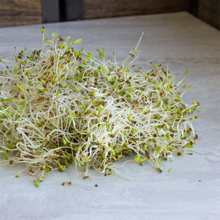 苜蓿种子 紫花苜蓿 红花三叶草 无土水培芽苗菜Alfalfa Sprouting