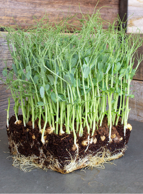 豌豆种子 水培豆芽菜 豌豆尖 芽苗菜微型蔬菜Pea Sprouting Micro