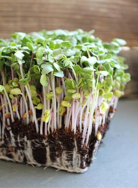 西班牙黑萝卜种子 黑皮圆萝卜 芽苗菜Radish Black Spanish Round
