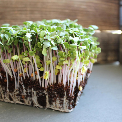 西班牙黑萝卜种子微型蔬菜芽苗菜