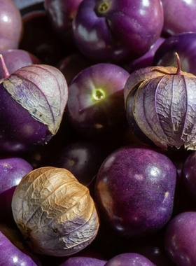 紫浆果种子 酸浆果灯笼果 北美西餐蔬菜果 Purple Tomatillo Seed