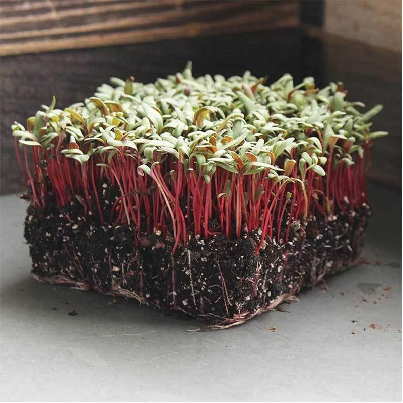 甜菜种子 芽苗菜 SwissChard Seeds牛皮菜 红梗苗莙荙菜食用摆盘