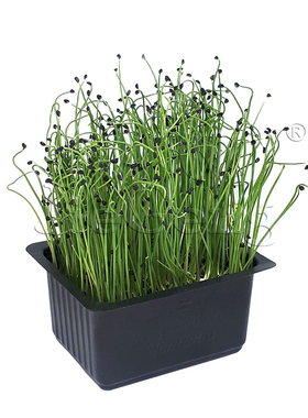 细香葱种子 四季小葱 苗菜 微型蔬菜 小香葱Scallion Micro Seeds
