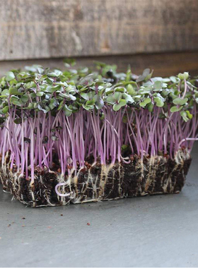 紫甘蓝种子 卷心菜高丽菜水培微型蔬菜四季无土栽培芽苗菜Cabbage