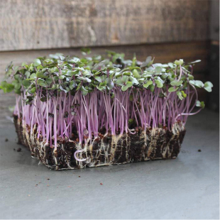 紫甘蓝种子 无土栽培芽苗菜Cabbage 卷心菜高丽菜水培微型蔬菜四季