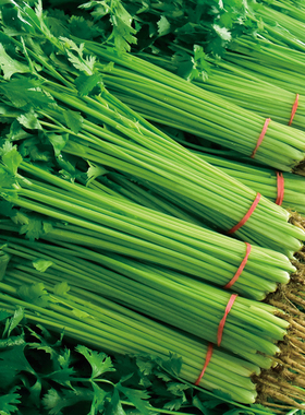 芹菜种子 旱芹西芹黄心芹地中海根芹洋芹球型芹菜 耐寒蔬菜Celery