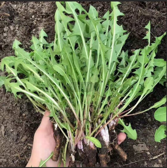 东北新鲜农家蒲公英根天然野生蔬菜特级根簿浦公根茶婆婆丁免