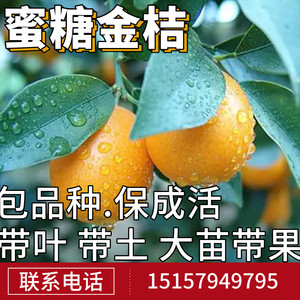 金桔苗木价格 金桔苗木图片 星期三 金桔苗木价格 金桔苗木图片 星期三