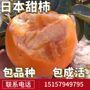 日本甜柿树苗南北方地栽特大果树盆栽嫁接水果甜脆柿子苗当年结果