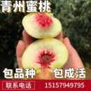 青州蜜桃苗南北方地栽特大寒露果树苗盆栽嫁接晚熟脆离核当年结果