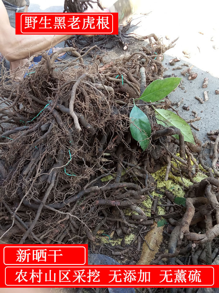 广西野生黑老虎根钻骨风钻山风过山风风沙藤冷饭团中药材500g包邮