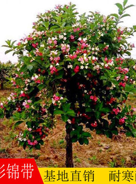 四季植物红王子锦带花