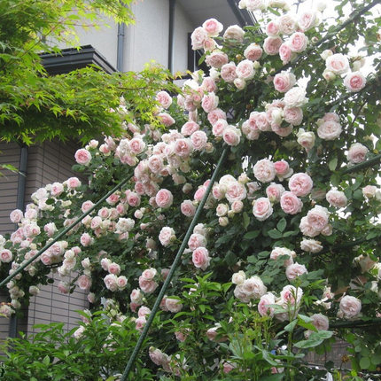 欧月藤本月季花苗大花蔷薇爬藤攀援花卉庭院盆栽观花植物