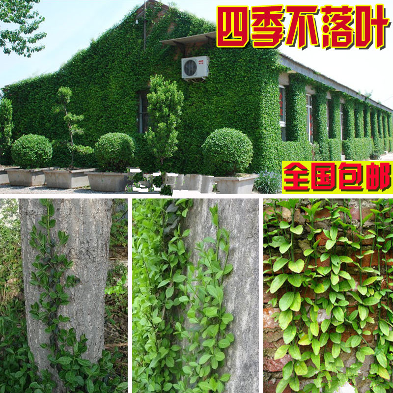 常青花卉攀缘植物爬藤小叶扶芳藤苗爬行卫矛(四季不掉叶)可盆栽