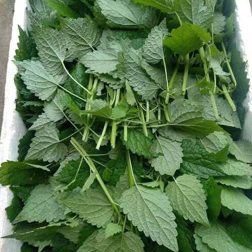 新鲜藿香现摘现发农家自种白斩鸭煮鱼煎泡茶南通如皋特产