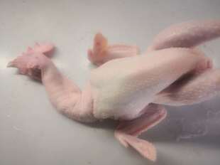 炖汤鸡老母鸡蛋鸡高汤卤鸡新鲜白条