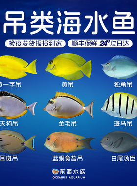 天狗吊黄一字吊金毛吊黄吊斑马吊独角食苔吊海水观赏鱼检疫秒颗粒