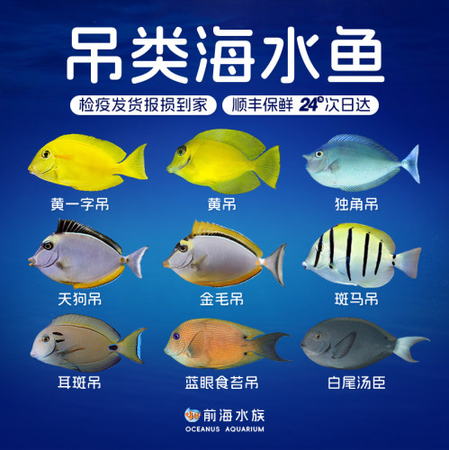 黄吊金毛天狗食苔除藻活体海水鱼