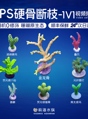 SPS硬骨小断枝A属P属鹿角珊瑚金龙骨猫骨鱼鳞叠瓦冰龙吞牛角活体