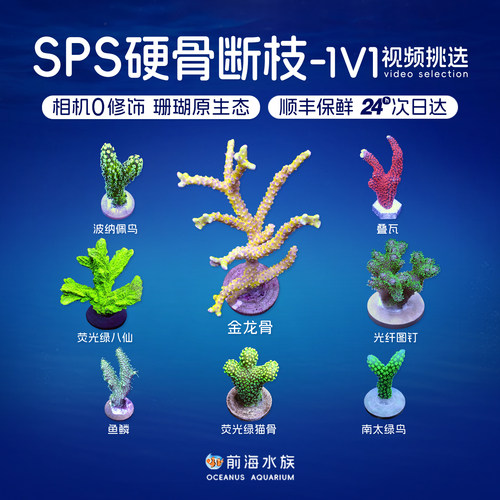 SPS硬骨断枝新手入坑试水
