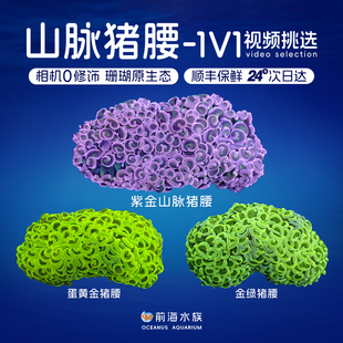 山脉金猪腰榔头珊瑚荧光绿紫玫瑰金榔头金色猪腰活体珊瑚缸LPS