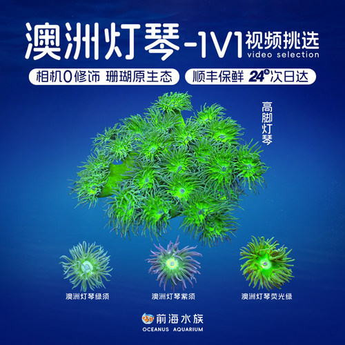 澳洲灯琴珊瑚活体观赏海水鱼海缸