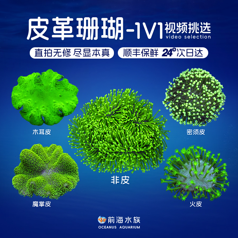 皮革珊瑚长须花环木耳手指海绵