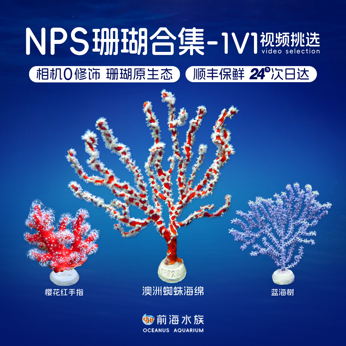 大嘴巴蜘蛛海绵樱花手指前海水族