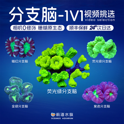 荧光分支脑珊瑚海水生物海缸观赏