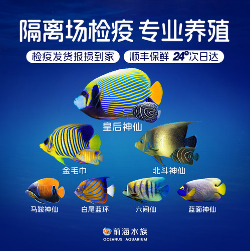 蓝圈蓝纹北斗皇后毛巾神仙海水鱼