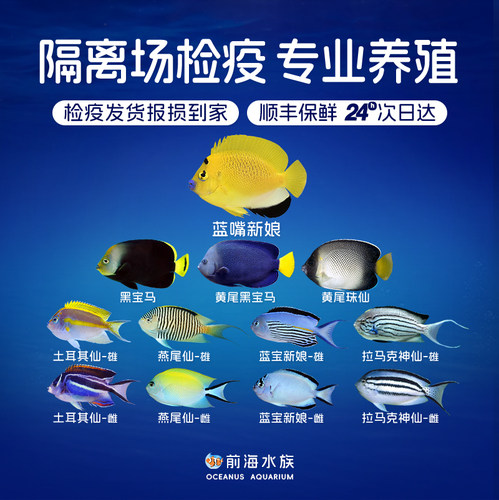 蓝宝蓝嘴黄新娘燕尾仙黑宝马拉马克土耳其大型神仙鱼海水鱼观赏鱼