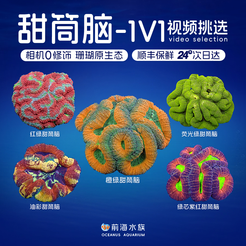 油彩观赏新手入门软体珊瑚