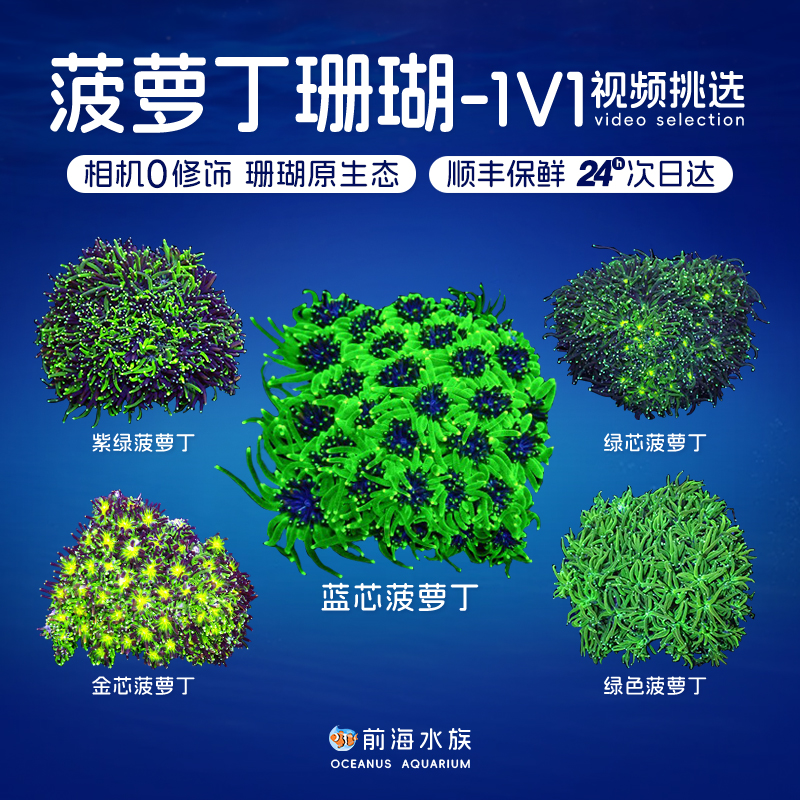菠萝丁珊瑚活体海水鱼缸