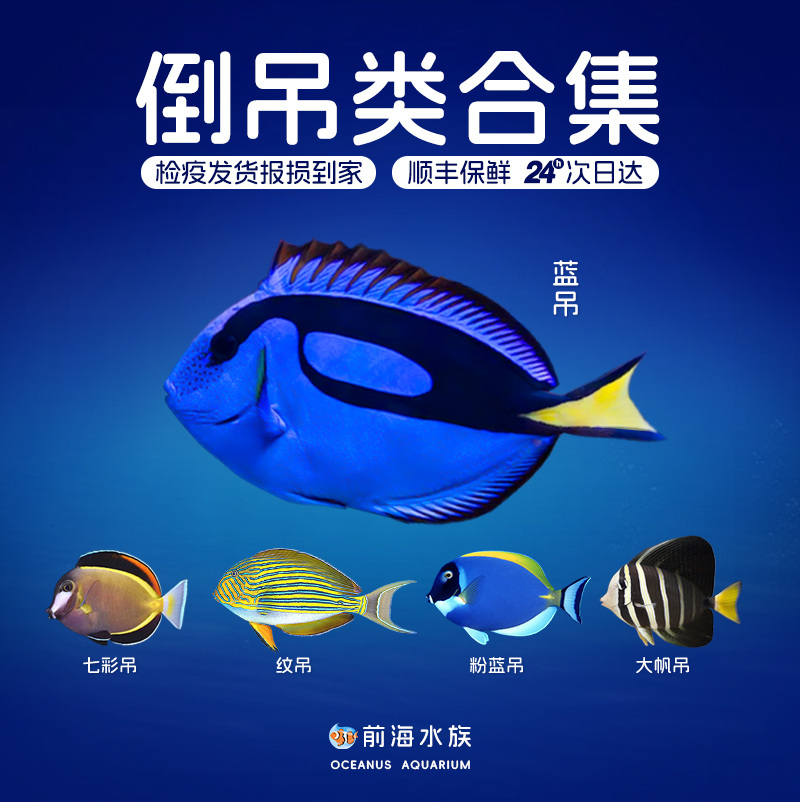 蓝吊海水鱼活体明星宠物珊瑚