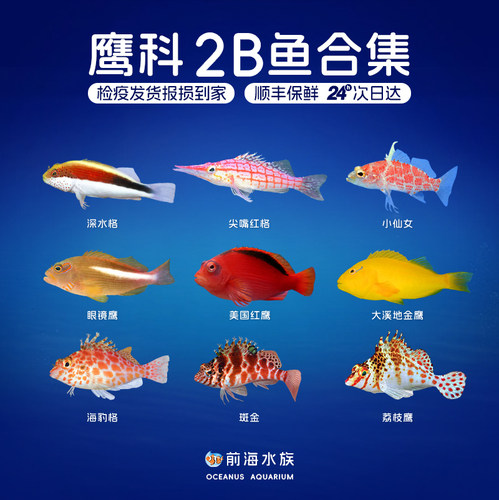 美国尖嘴红格红鹰2B海水鱼