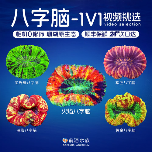 油彩开放八字脑观赏珊瑚海水鱼