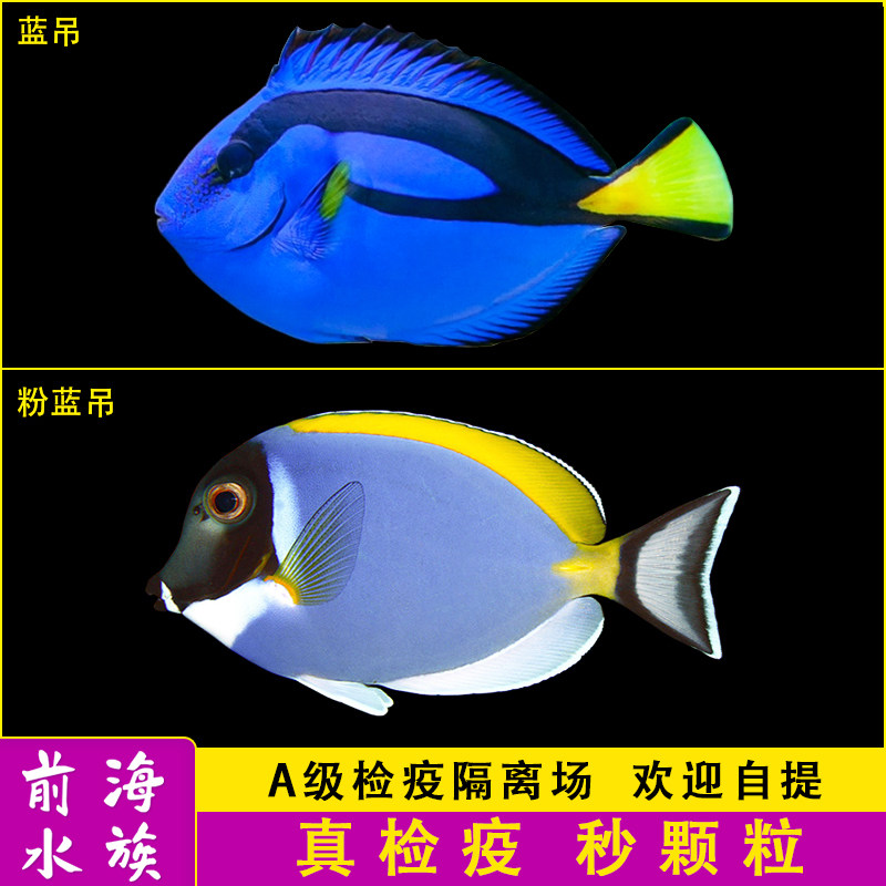 蓝吊粉蓝吊海水鱼观赏鱼活体珊瑚海水缸小丑鱼多莉海鱼检疫秒颗粒
